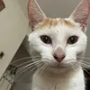 fan_de_op6