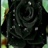 user8234133676178