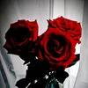user5587268460862