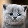 Panganan Meong