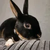 bunnylifethumper123