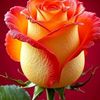 user5188791178612