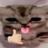 purrmeowcatmeow