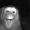 pornosiskupisku