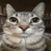 memecat628
