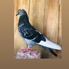 pigeon_club_158p