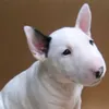 bullterrier139