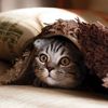 fuunycat6