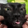 cat_vn04