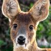 deersnacks