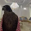 nomu_252