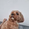 cookie.cavapo