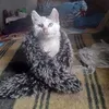 gheorghita.oloini