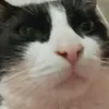 ilgatto000