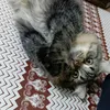 cerdrfff