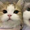ur.local.olivee