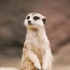 thugged_meerkat
