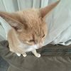 mycatsnameis___pumpkin
