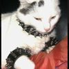 ilovecats.151