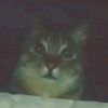 un_gato_en_junio