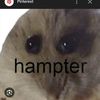 hampter834