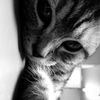 steshok_56