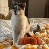 charlieisakitty