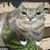plexthecat