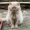 gilda_1209