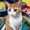 meowbuddy12