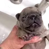 pibblesayswashmybelly