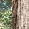littlesquirrelmaybe