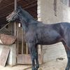 umid_sarmanov
