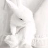 snut_5