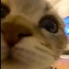 nadeennadeen236