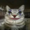 bachirakkj