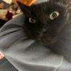 kiterniko
