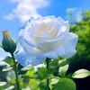 mounaamimi5