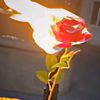 annii.628
