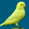 nacer.ch1