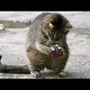 meow.meow2343