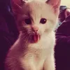 .brusnika_0