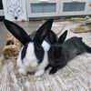 twocrazybunniesau