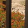 nadosh0736