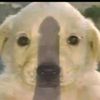 mr_pooxdd