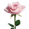 pinkrose5052