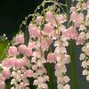florences_valley