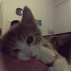 elmbongw