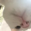 danthanhyeumeo