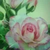 eugenia5098